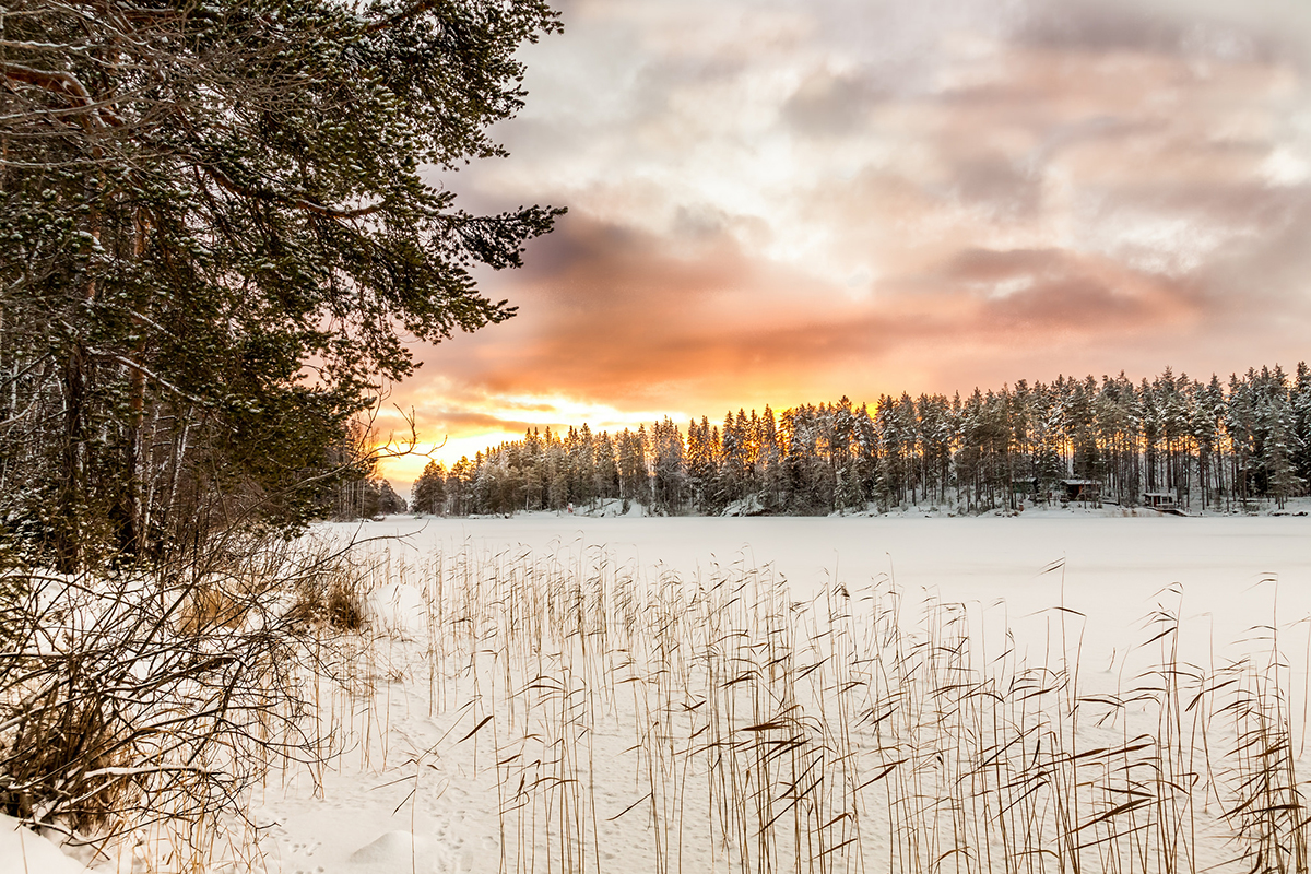 Image 4 - Snow and Trees